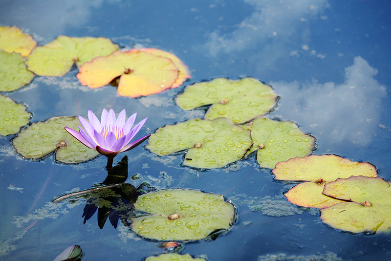 Pink water lily in a Japanese garden.